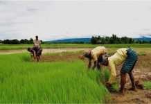 Haryana Agriculture Alert: खेतों के पानी में बढ़ता खारापन बन सकता है फसलों का दुश्मन, सही सैंपलिंग से बचाएं नुकसान