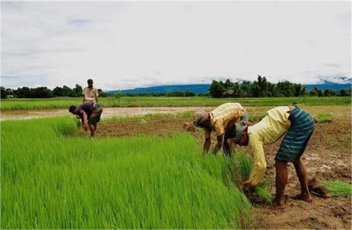 Haryana Agriculture Alert: खेतों के पानी में बढ़ता खारापन बन सकता है फसलों का दुश्मन, सही सैंपलिंग से बचाएं नुकसान
