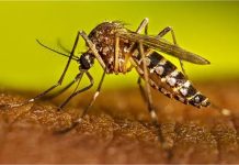 बांग्लादेश में डेंगू का बढ़ता प्रकोप, सितंबर में 148 मौतें, अक्टूबर में बढ़ रहा खतरा